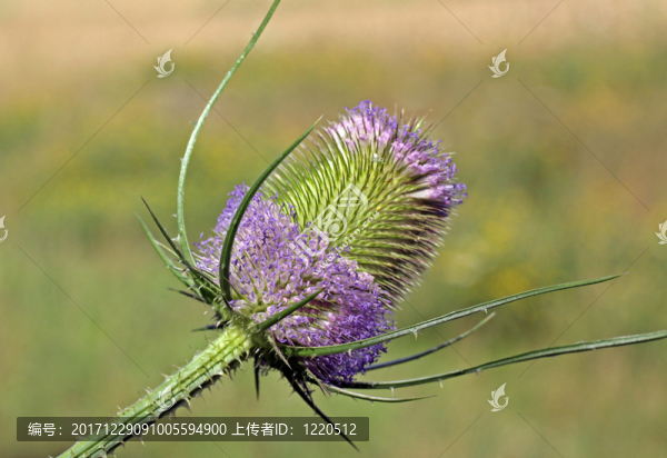 起毛草