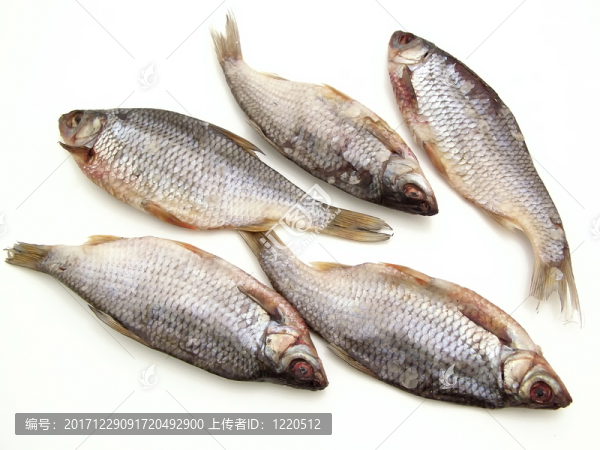 魚
