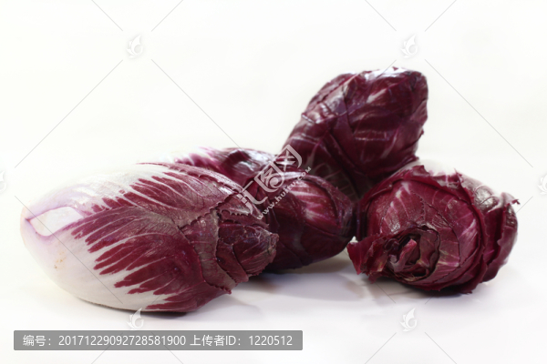 菊苣根