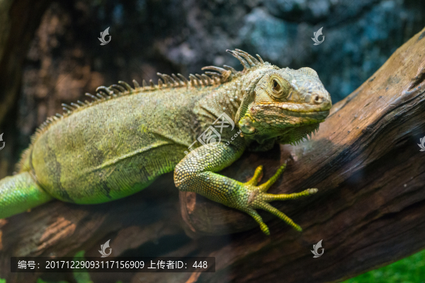 四腳蛇,蜥蜴,Lizard