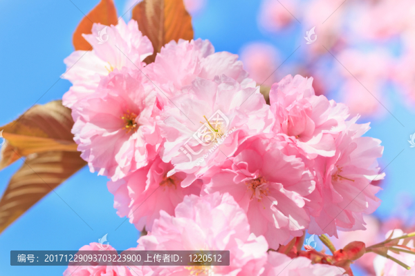 藍(lán)色