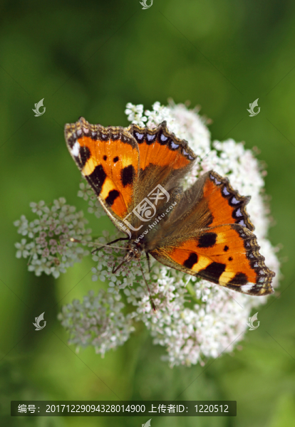 小玳瑁[aglais,urticae]