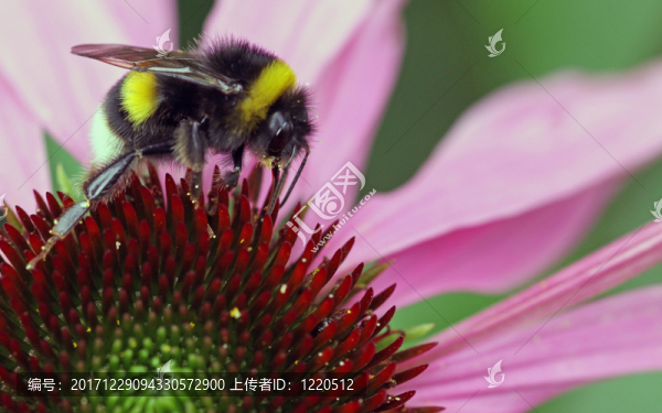 大黃蜂