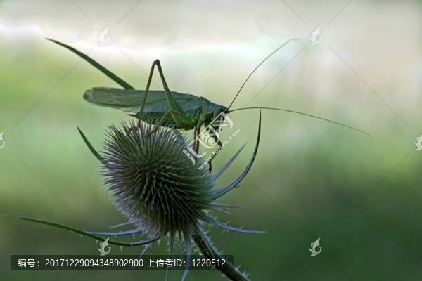 tettigonia,viridissima