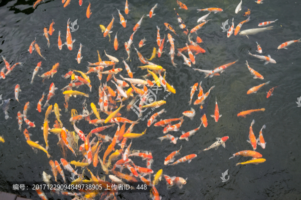 池塘中的魚,觀賞魚,錦鯉,鯉魚