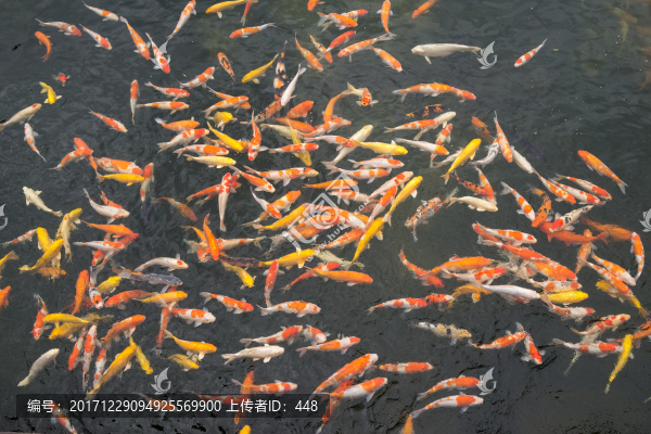 池塘中的魚(yú),觀賞魚(yú),錦鯉,鯉魚(yú)
