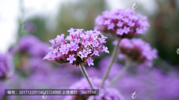 馬鞭草