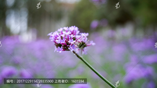 馬鞭草