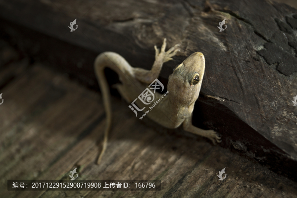 壁虎