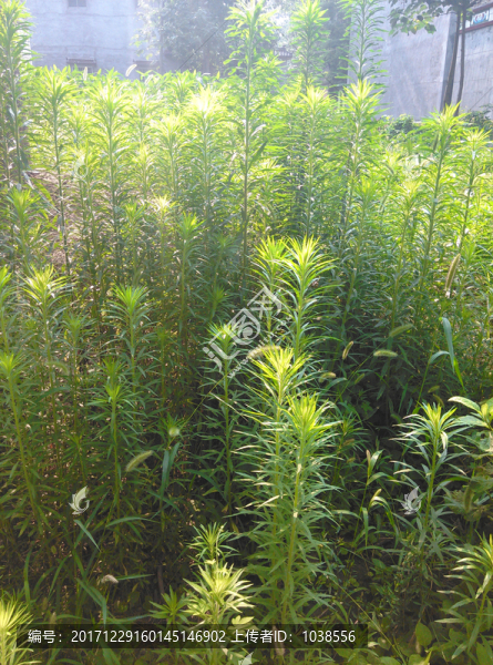 小蓬草