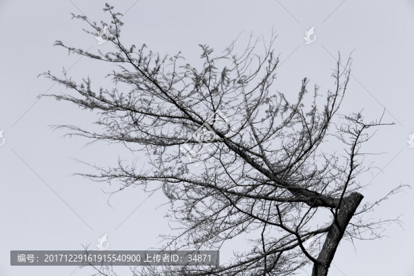 樹枝剪影