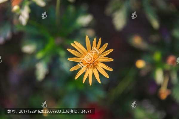 野菊花