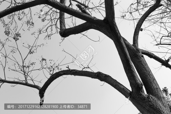 大樹