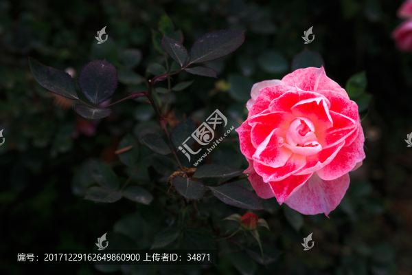 花朵