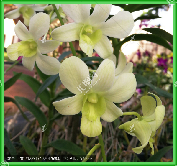 花,淺綠色
