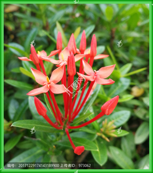 龍船花,特寫