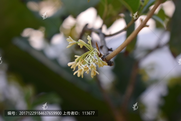桂花開(kāi)花攝影圖片