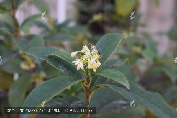 桂花開花花卉