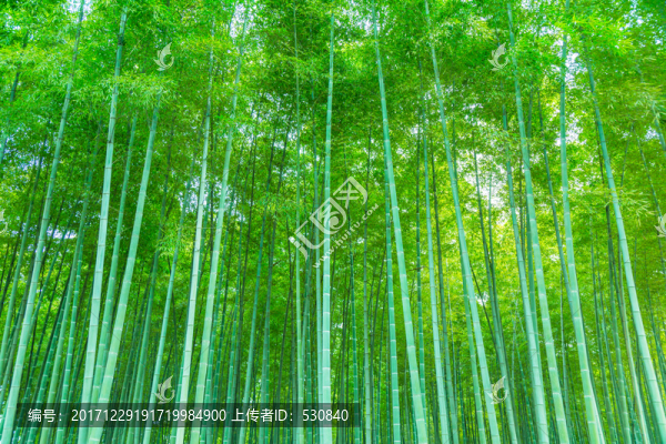 竹子竹林竹葉