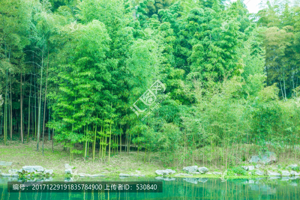 竹子竹林竹葉