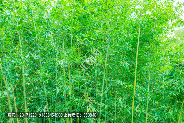 竹子竹林竹葉