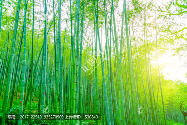 竹子竹林竹葉