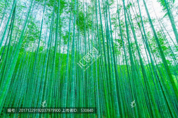 竹子竹林竹葉