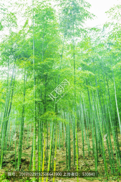 竹林竹子竹葉
