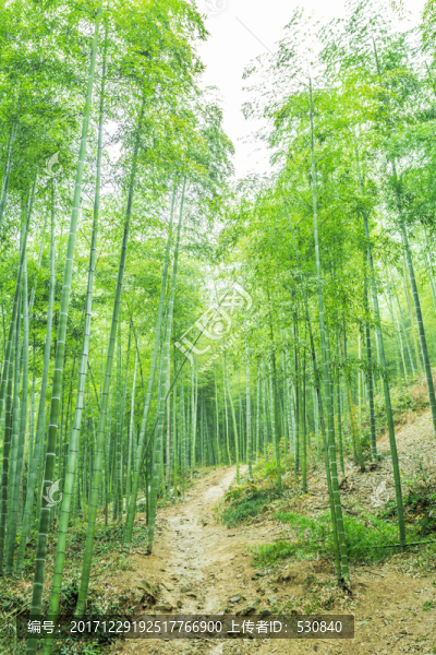 竹林竹子竹葉