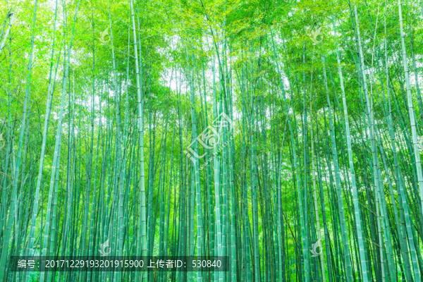 竹子竹林竹葉