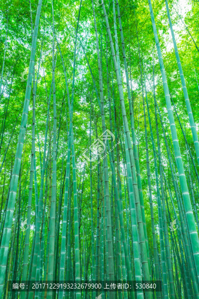 竹子竹林竹葉