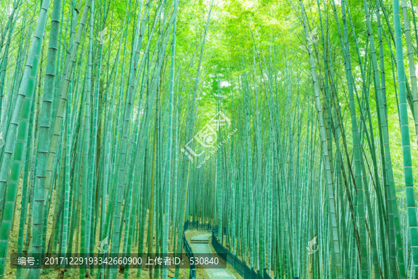 竹子竹林竹葉