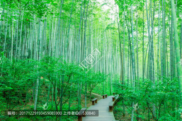 竹林竹子竹葉