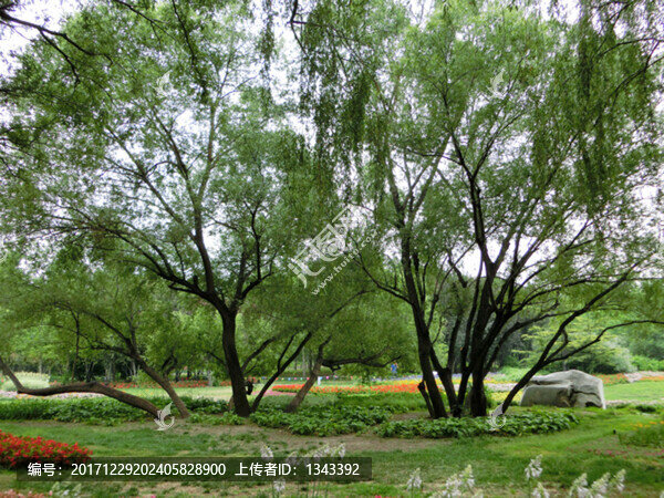 柳樹(shù)林,垂柳柳樹(shù)