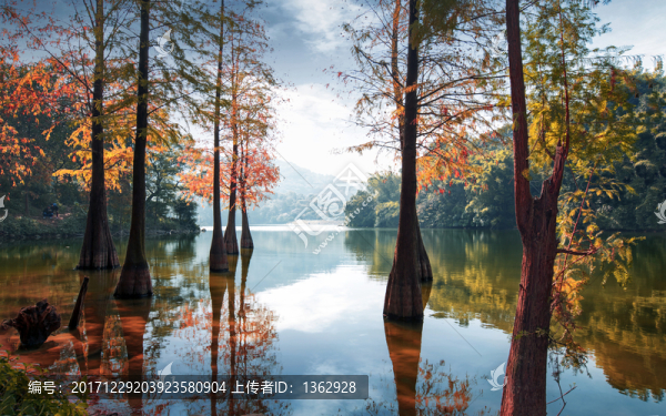 仙湖晚秋
