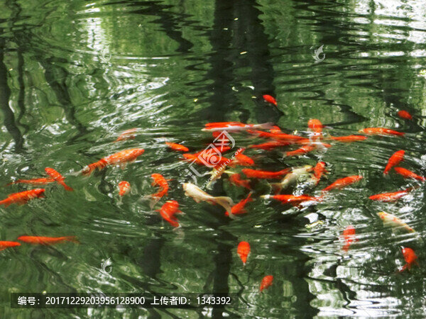 錦鯉,,錦鯉魚