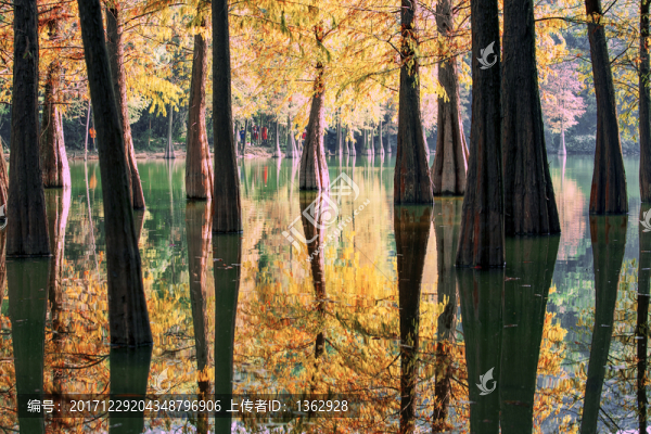 仙湖晚秋