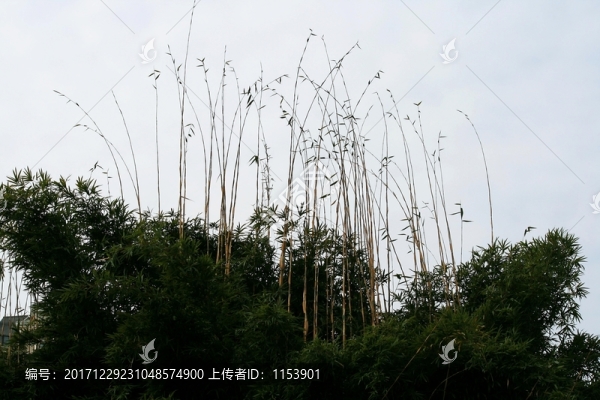 琴絲竹
