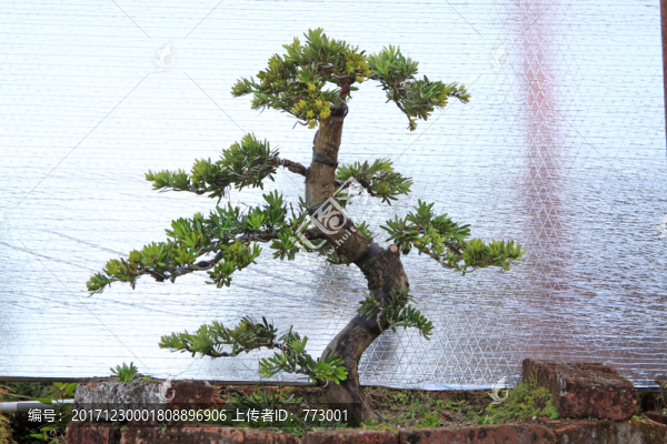 羅漢松
