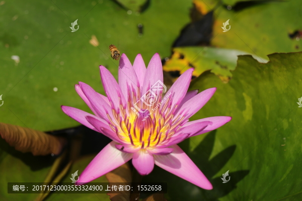 睡蓮
