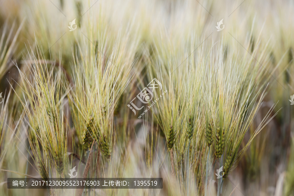 麥芒