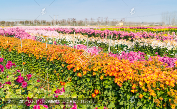 鮮花種植