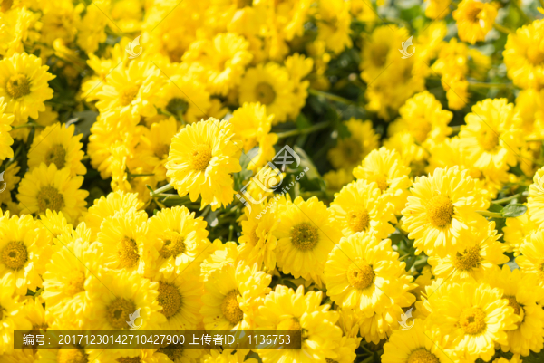 黃色菊花