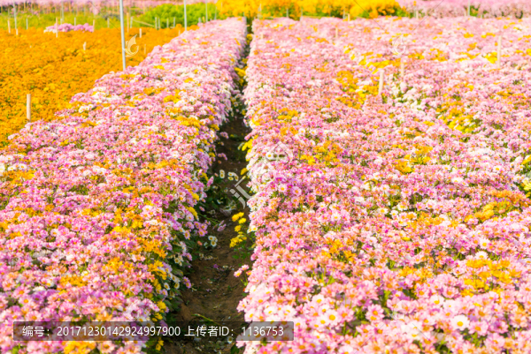 花田