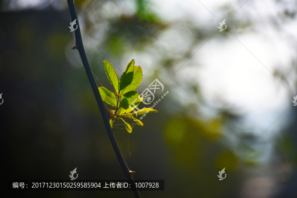 秋天新葉