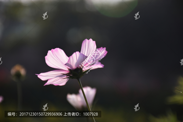 陽(yáng)光下的波斯菊