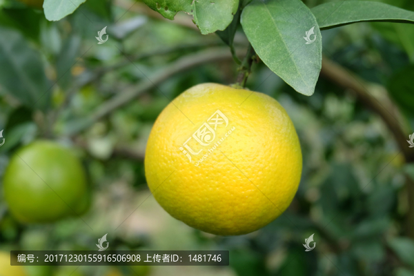 紅江橙