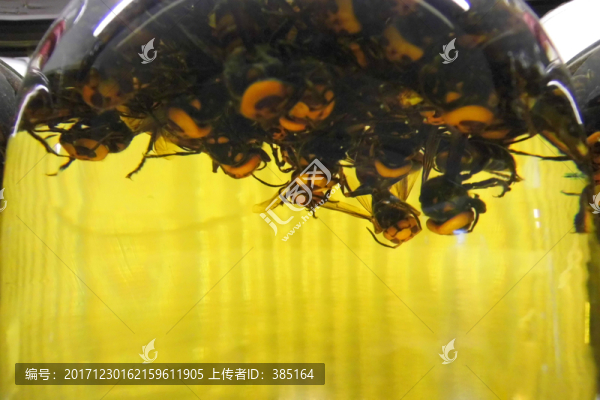 虎頭蜂酒
