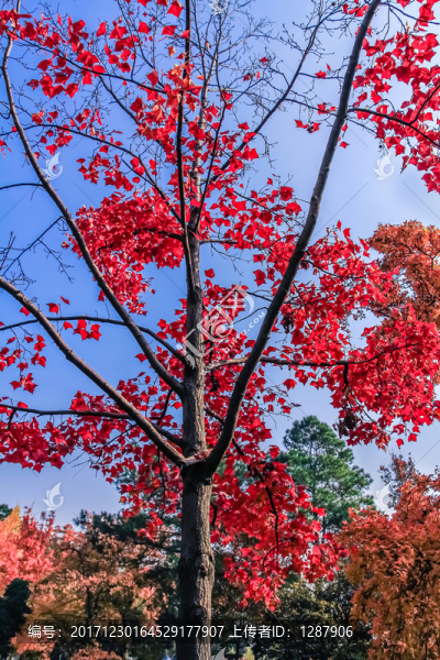紅楓樹
