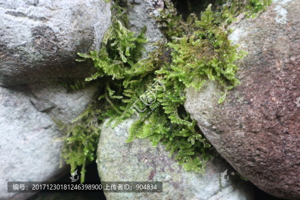石縫里的苔蘚